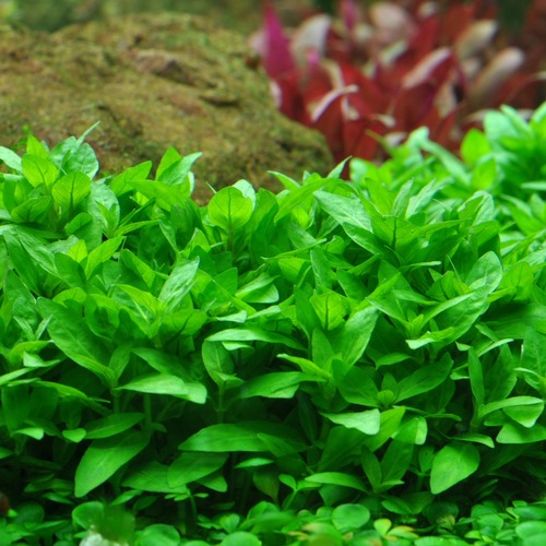 STAUROGYNE REPENS