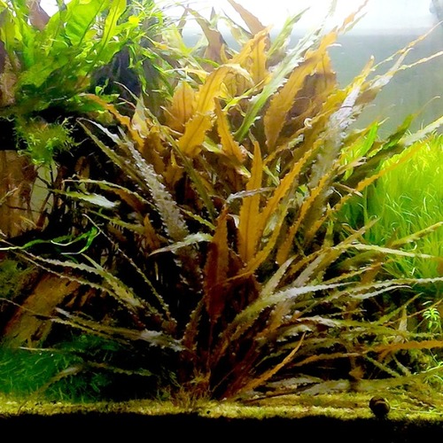 CRYPTOCORYNE WENDITII BROWN