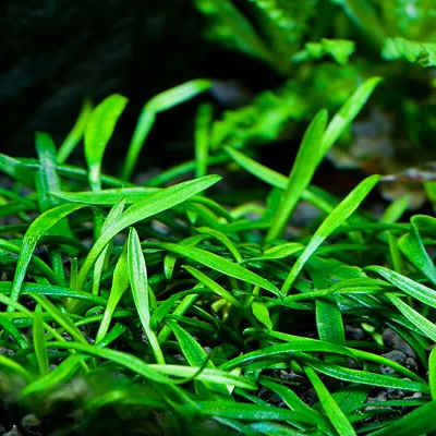 Cryptocoryne Parva