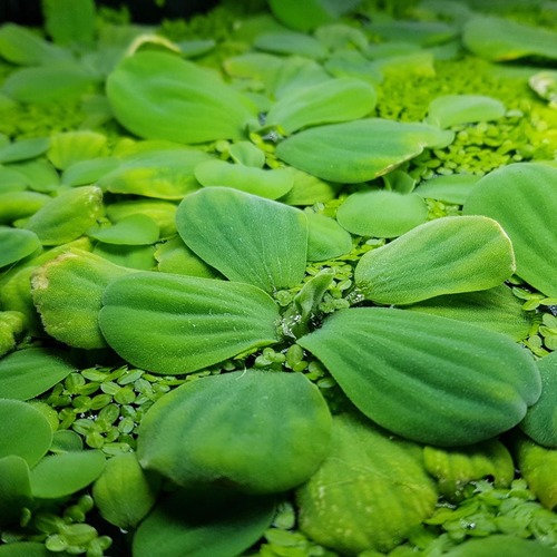 Pistia stratiotes