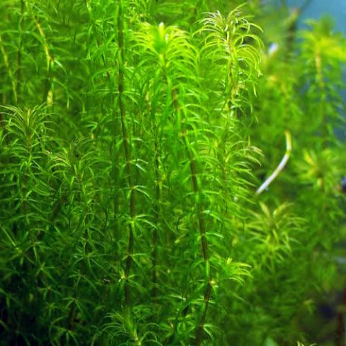 Egeria najas
