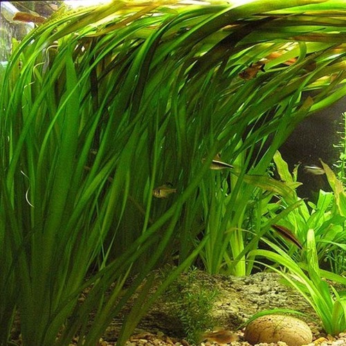 VALLISNERIA AMERICANA