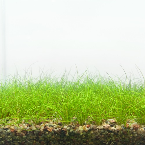 Eleocharis sp.