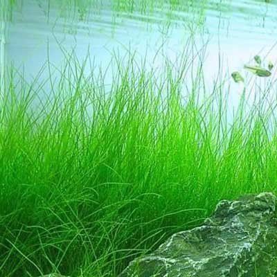 Eleocharis Vivipara