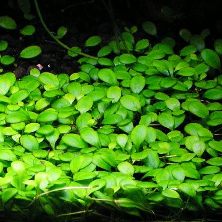 Glossostigma elatinoides