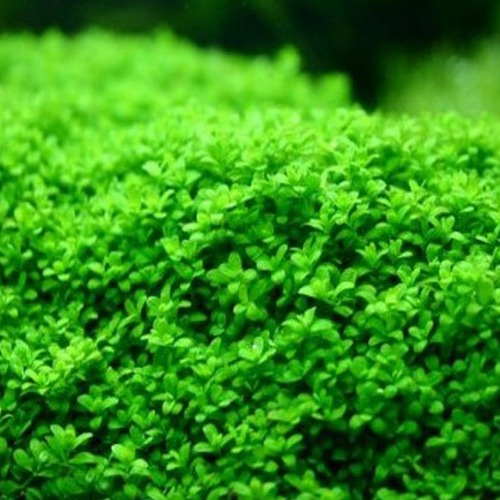Hemianthus calichitroides Cuba