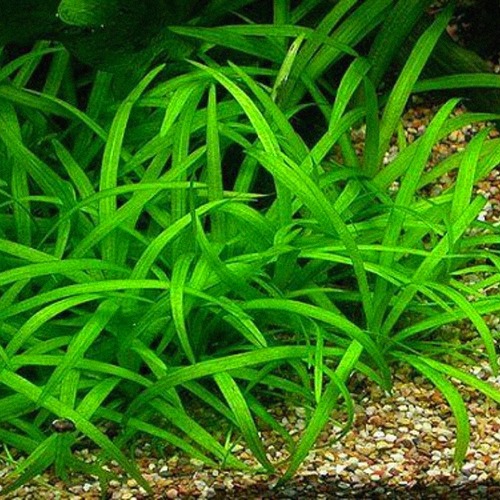 SAGITARIA SUBULATA