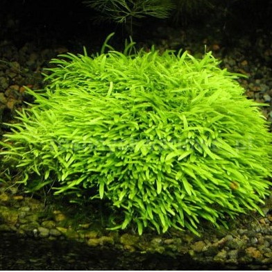 Utricularia Gramminifolia