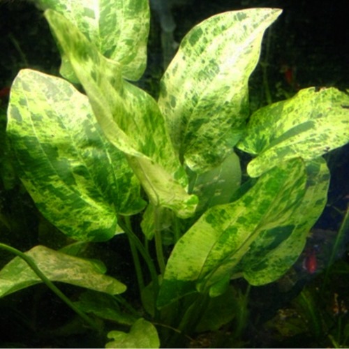 AQUARIUS (ECHINODORUS) MARBLE QUEEN