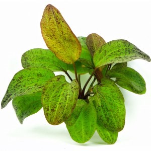 Aquarius (Echinodorus) red ozelot