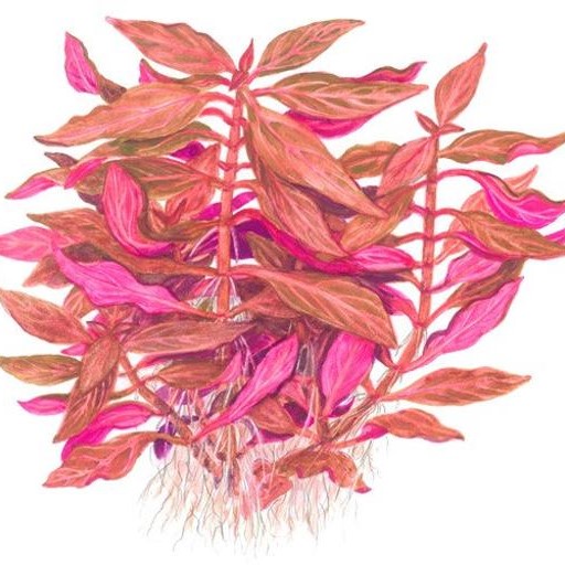 Alternanthera Reineckii Rosanervig EMERGIDA