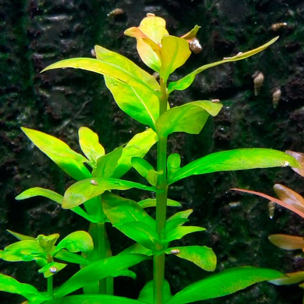 Ammania multiflora