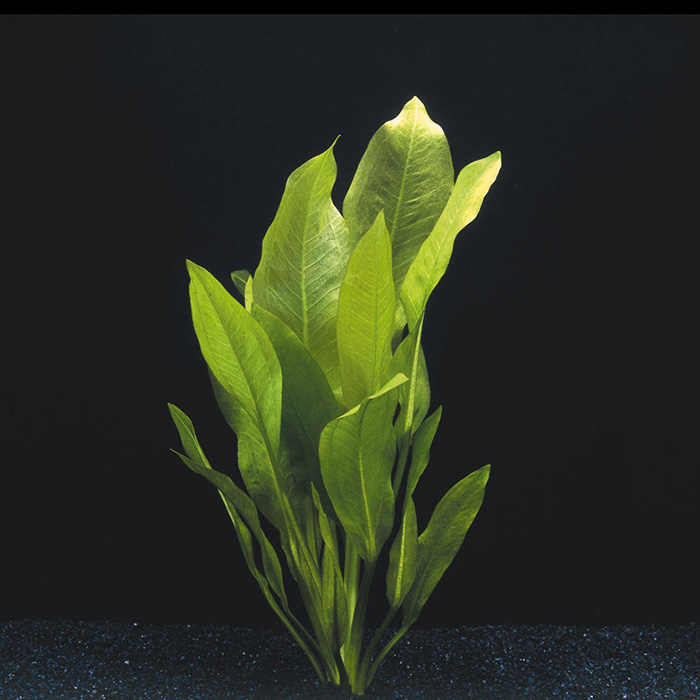 Aquarius (Echinodorus) bleheri