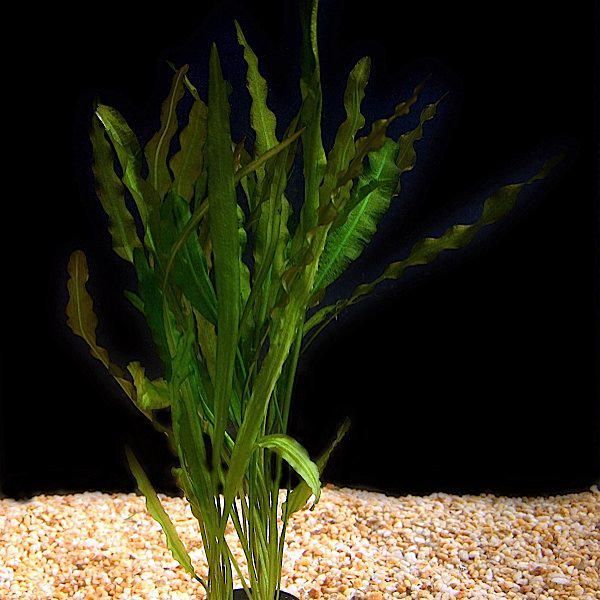 APONOGETON CRISPUS