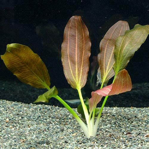 Aquarius (Echinodorus) Horemanii