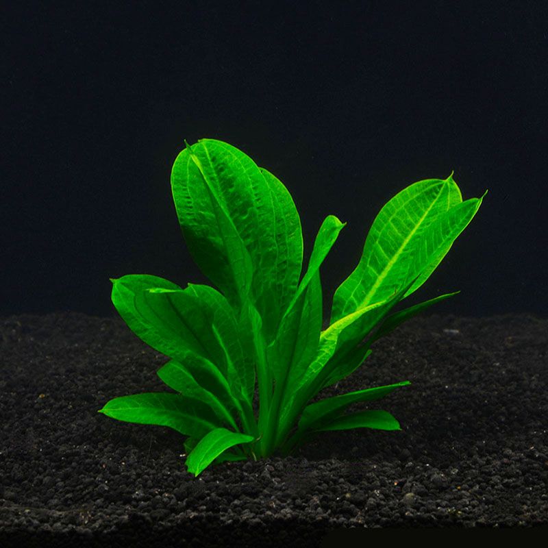 AQUARIUS (ECHINODORUS PARVIFLORUS