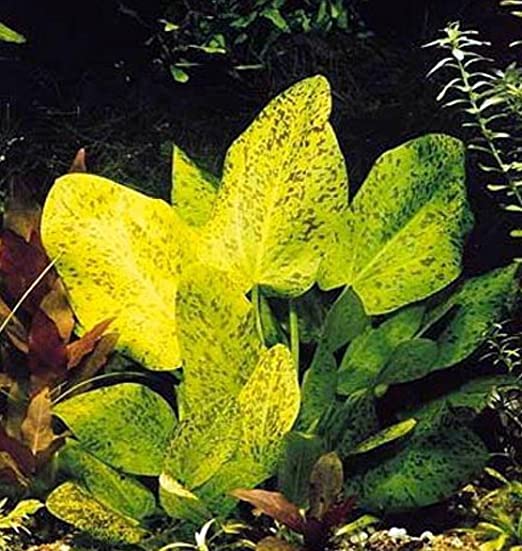 Aquarius (Echinodorus) schlueteri