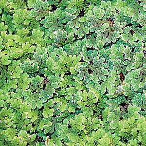 Azolla