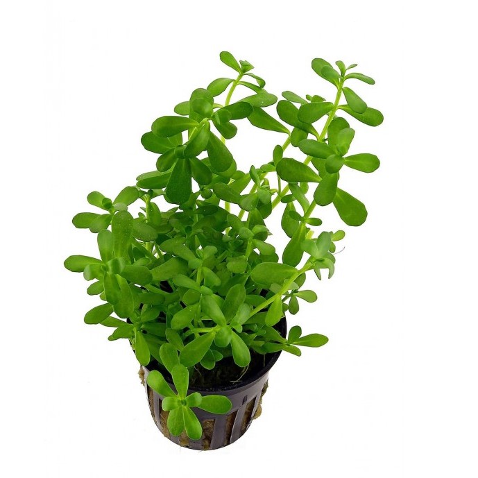 Bacopa monnieri EMERGIDA