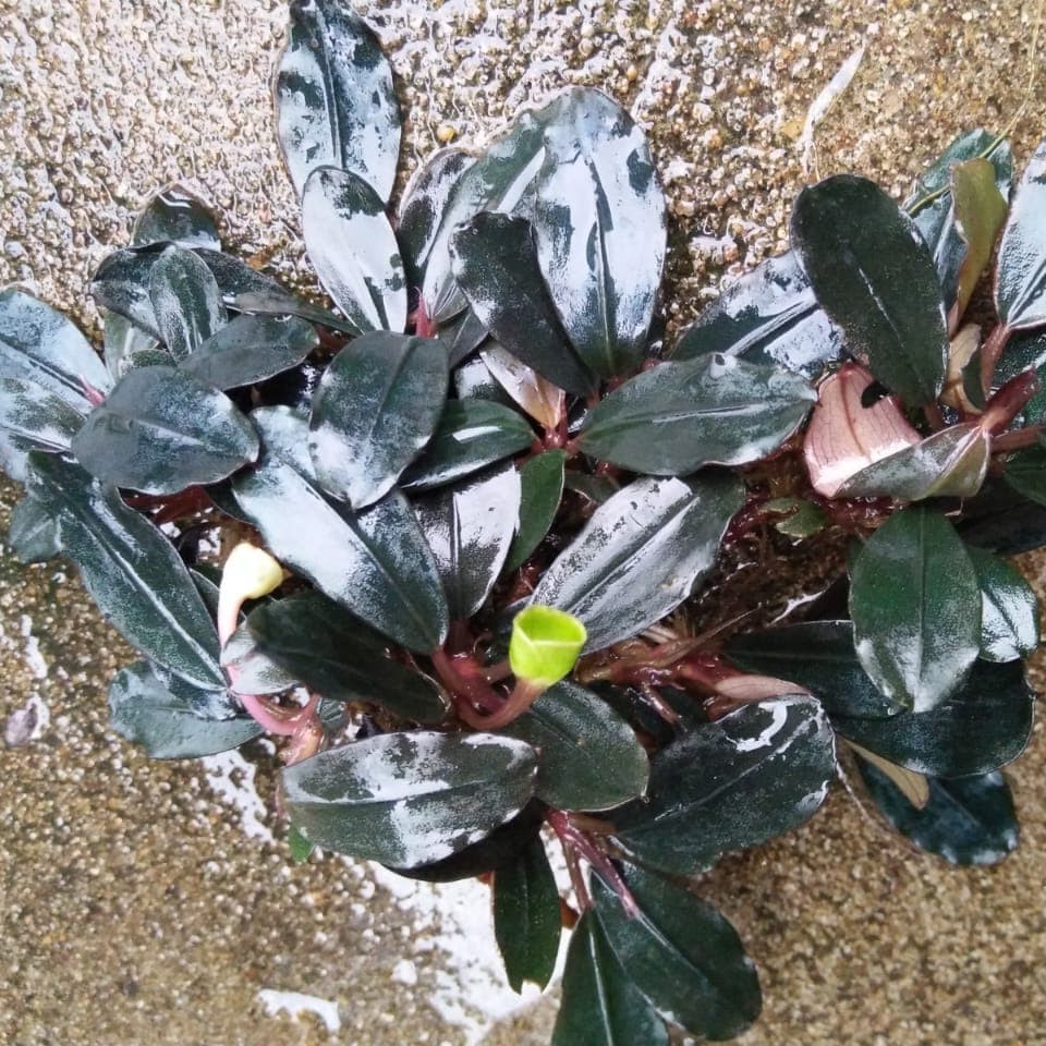 Bucephalandra Black Widow