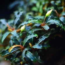Bucephalandra Blue Velvet