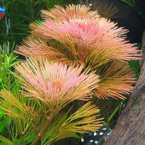 Cabomba furcata