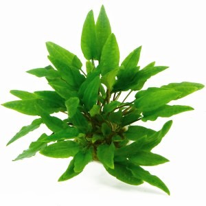Cryptocorine wendtii green