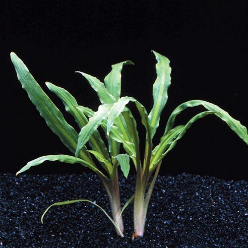 Cryptocoryne albida