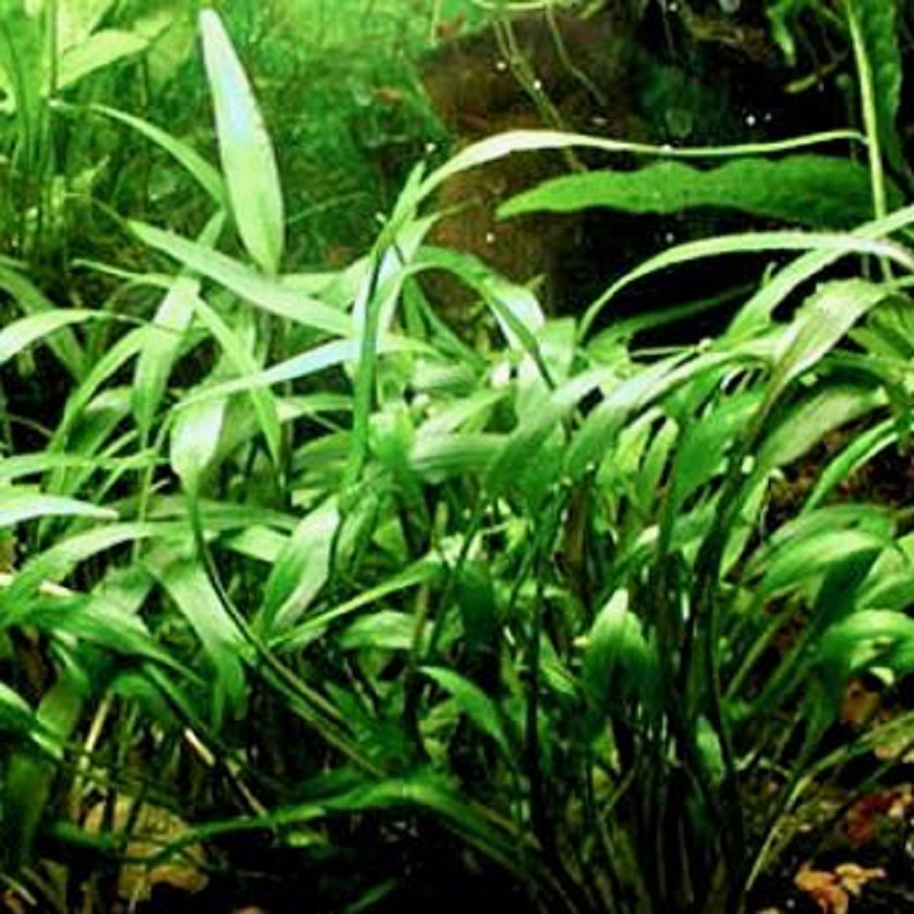 CRYPTOCORYNE WILLISII