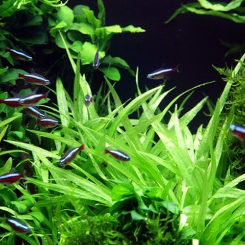 ECHINODORUS CUADRICOSTATUS