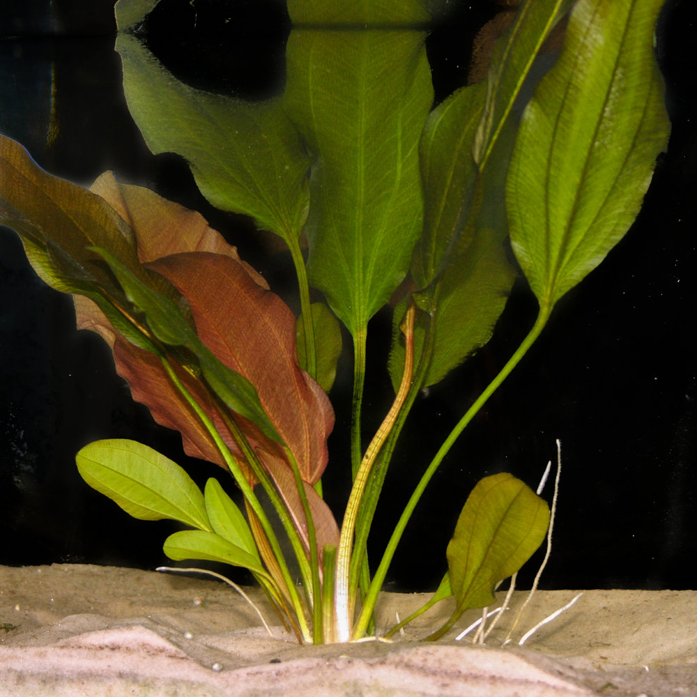 AQUARIUS (ECHINODORUS) KLEINER BAR