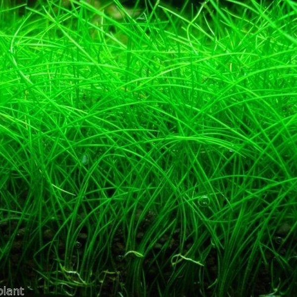 ELEOCHARIS MINIMA