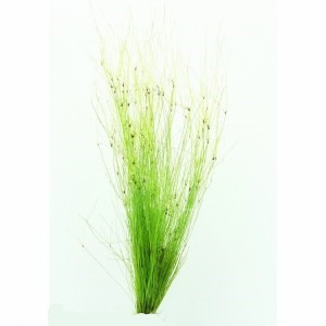 Eleocharis Vivipara EMERGIDA