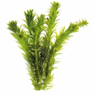 Elodea