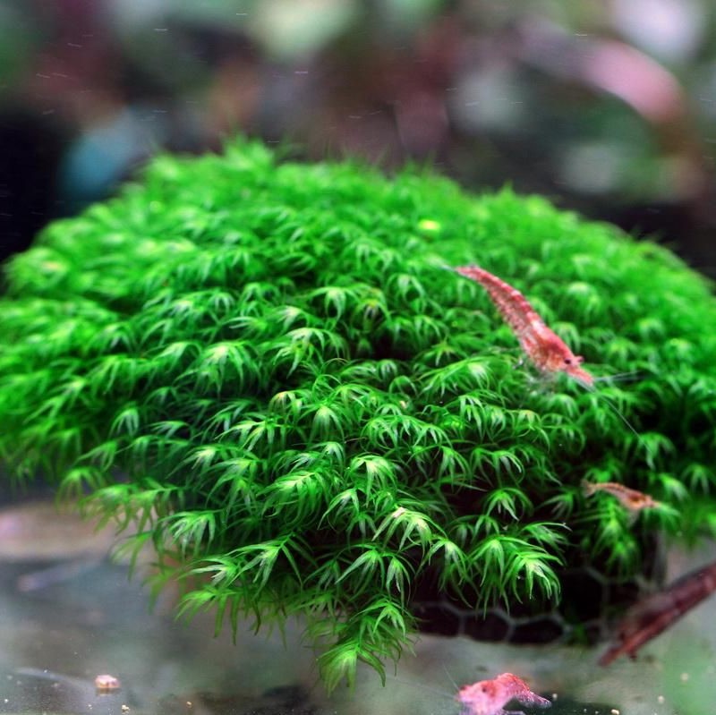 Fissidens Fontanus