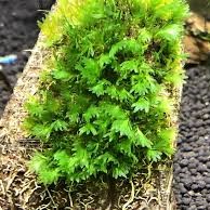 Fissidens sp