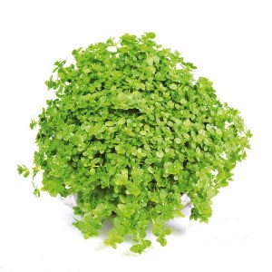 Hemianthus calichitroides Cuba EMERGIDA