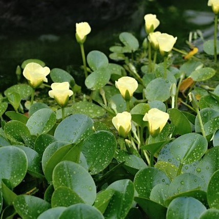 Hydrocleis Nymphoides