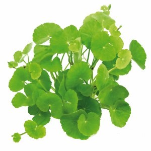 Hydrocotyle leucocephala EMERGIDA