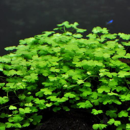 HYDROCOTYLE TRIPARTITA MINI