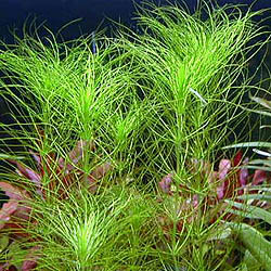 Hydrotrix Garneri