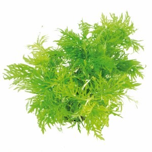 HYGROPHILA DIFFORMIS