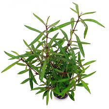 Hygrophila Lancea Araguaia EMERGIDA