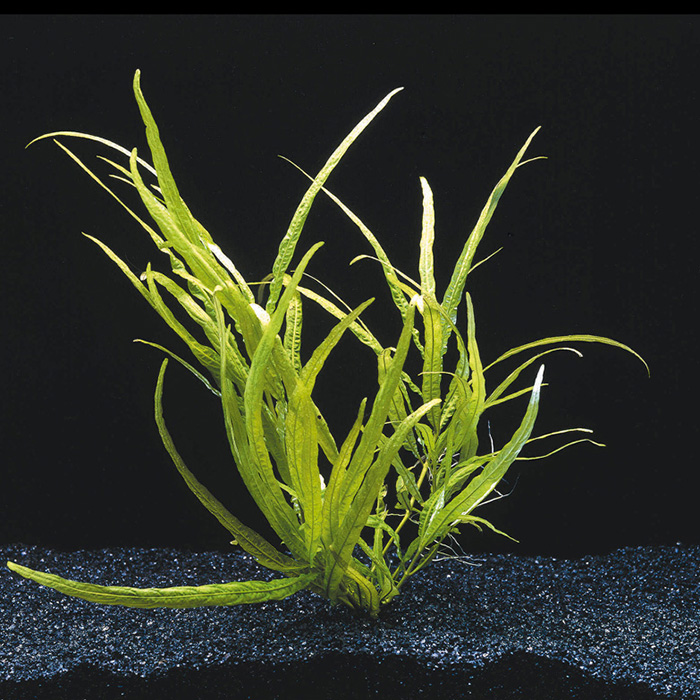 HYGROPHILA PANTANAL