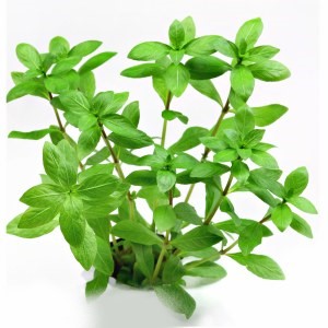 Hygrophila polysperma EMERGIDA