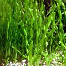 Vallisnerias Twister x3u