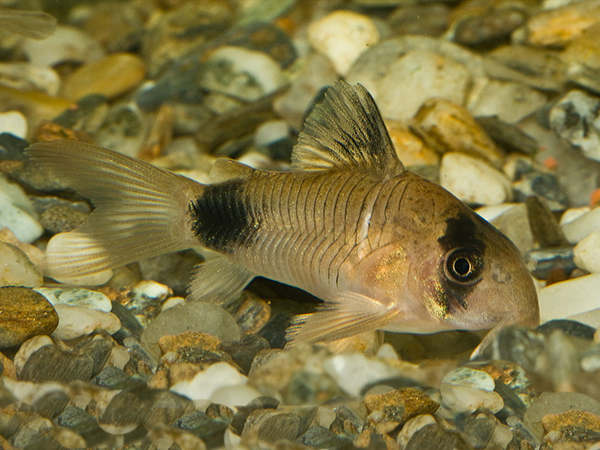 Hoplisoma Panda (Ex Coridora Panda)