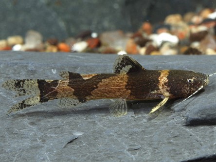 Microglanis