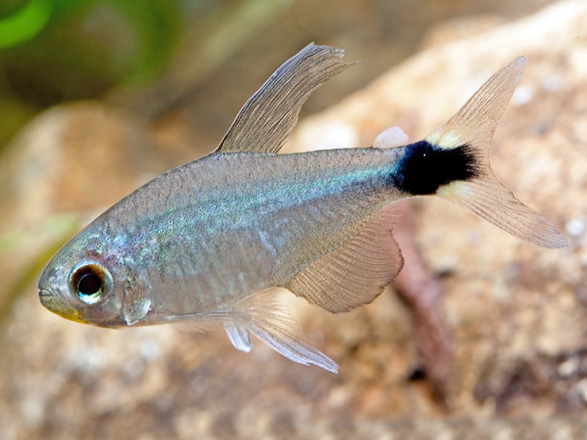 Tetra Pigmeo