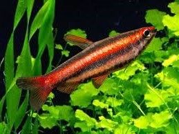 Pez Lapiz Red Golden